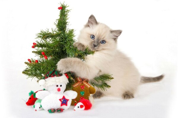 Gatito siamés abrazando un árbol de Navidad sobre un fondo blanco