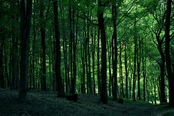 Paisaje de árboles en el bosque