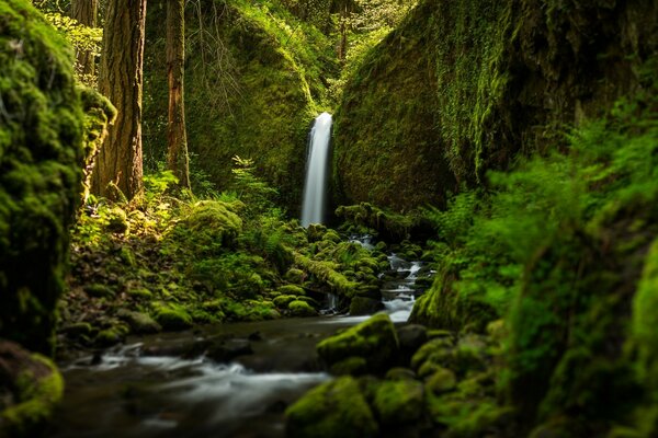 Cascata tra muschio e alberi