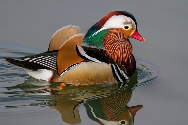 Colorful mandarin bird is floating