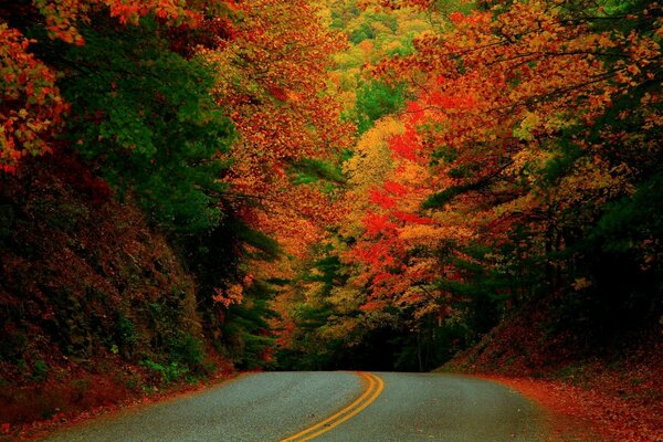 Paisagem de outono estrada da floresta