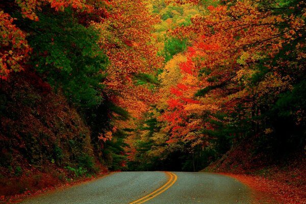 Осенний пейзаж лесная дорога
