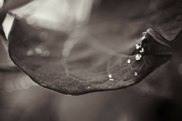 Feuille Monochrome avec des gouttes de pluie