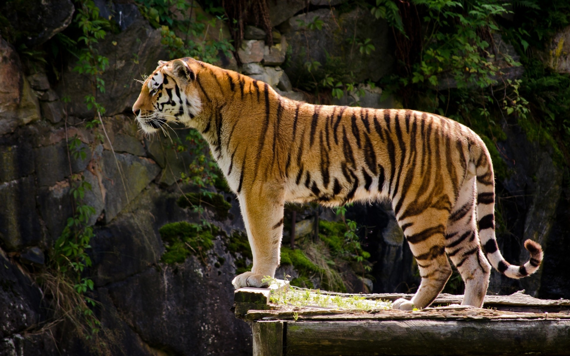 animales tigre vida silvestre gato mamífero zoológico selva depredador cazador salvaje naturaleza animal safari grande carnívoro peligro piel caza buscando raya agresión