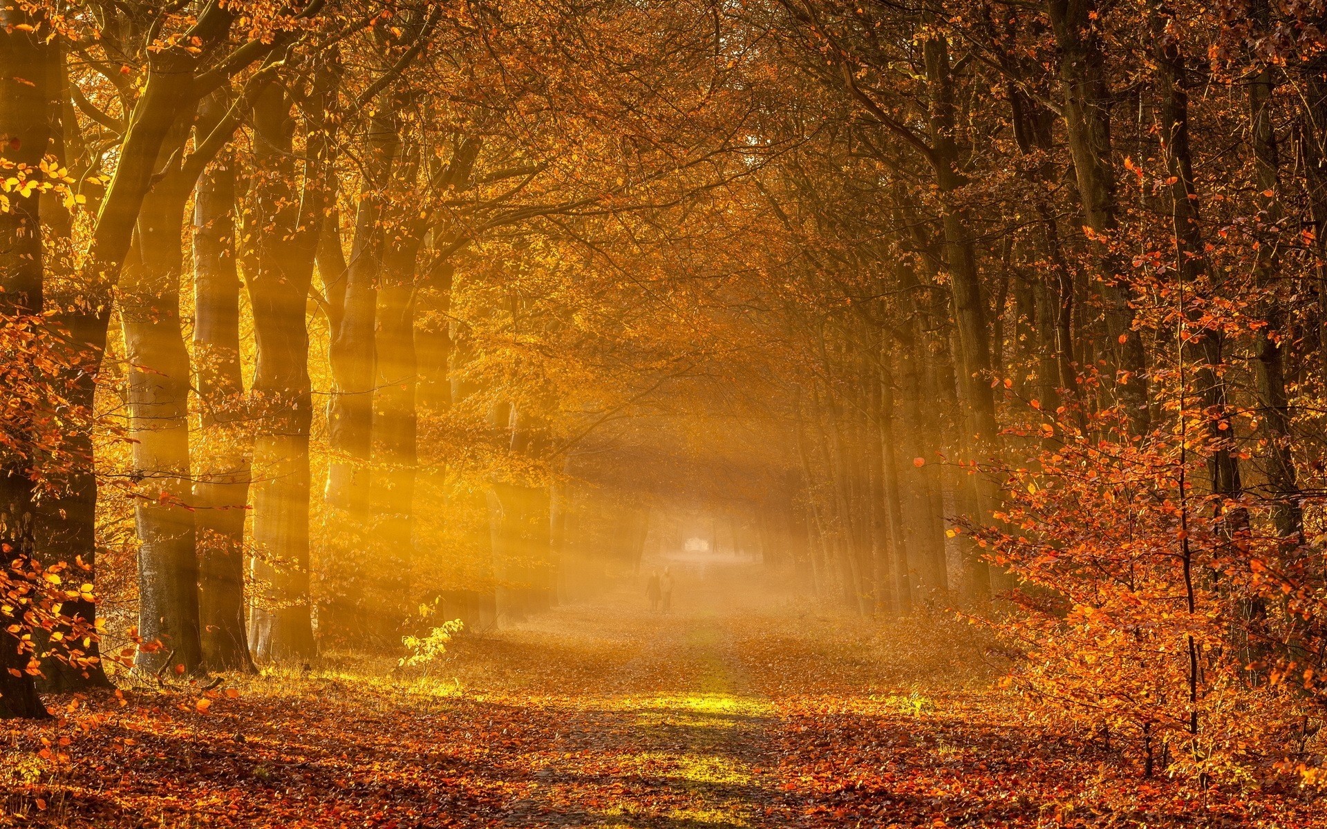 herbst herbst holz blatt holz nebel dämmerung nebel natur park landschaft im freien licht gutes wetter gold jahreszeit hell hinterleuchtet sonne wald bäume