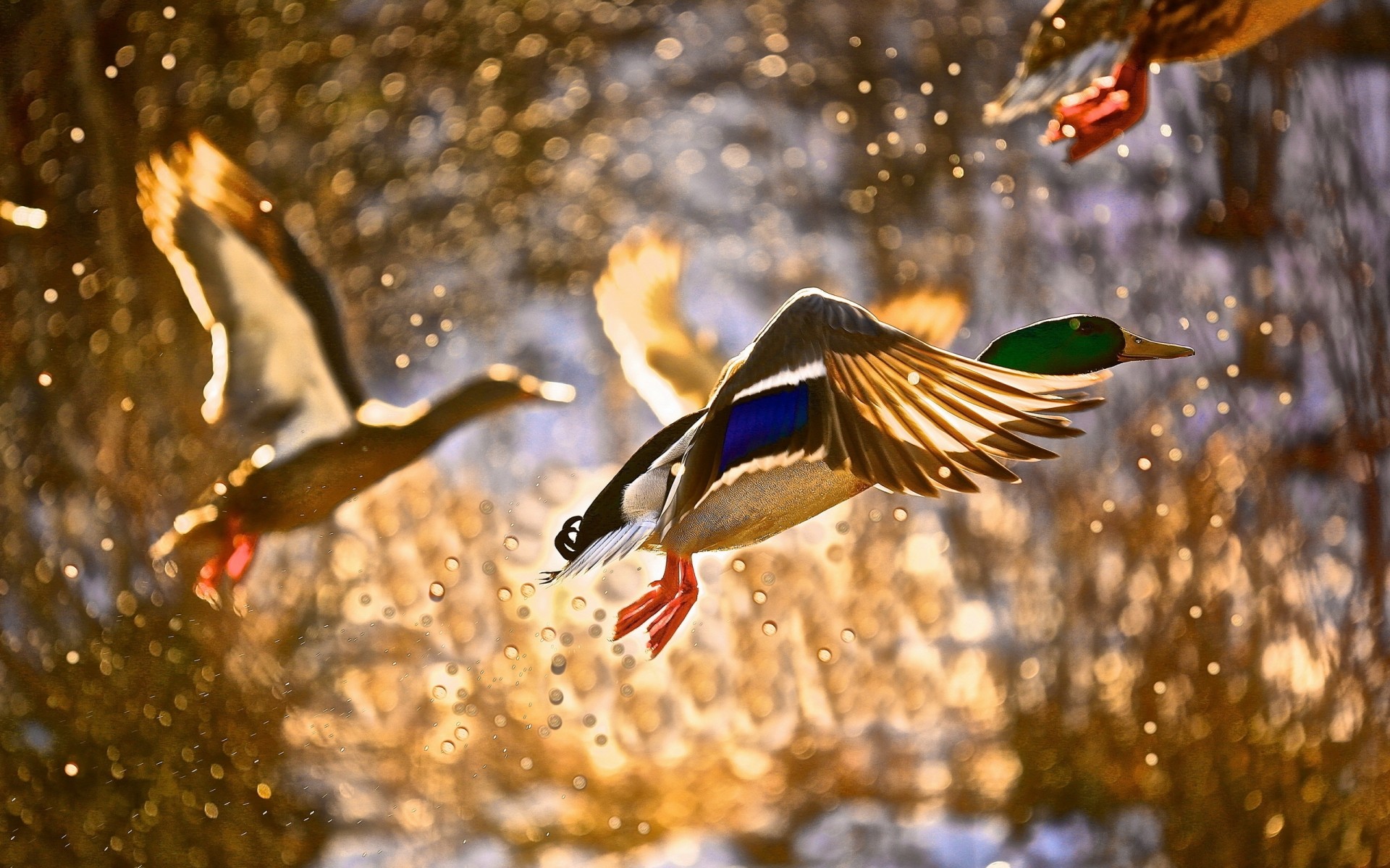 duck bird wildlife nature water animal outdoors fish swimming lake color