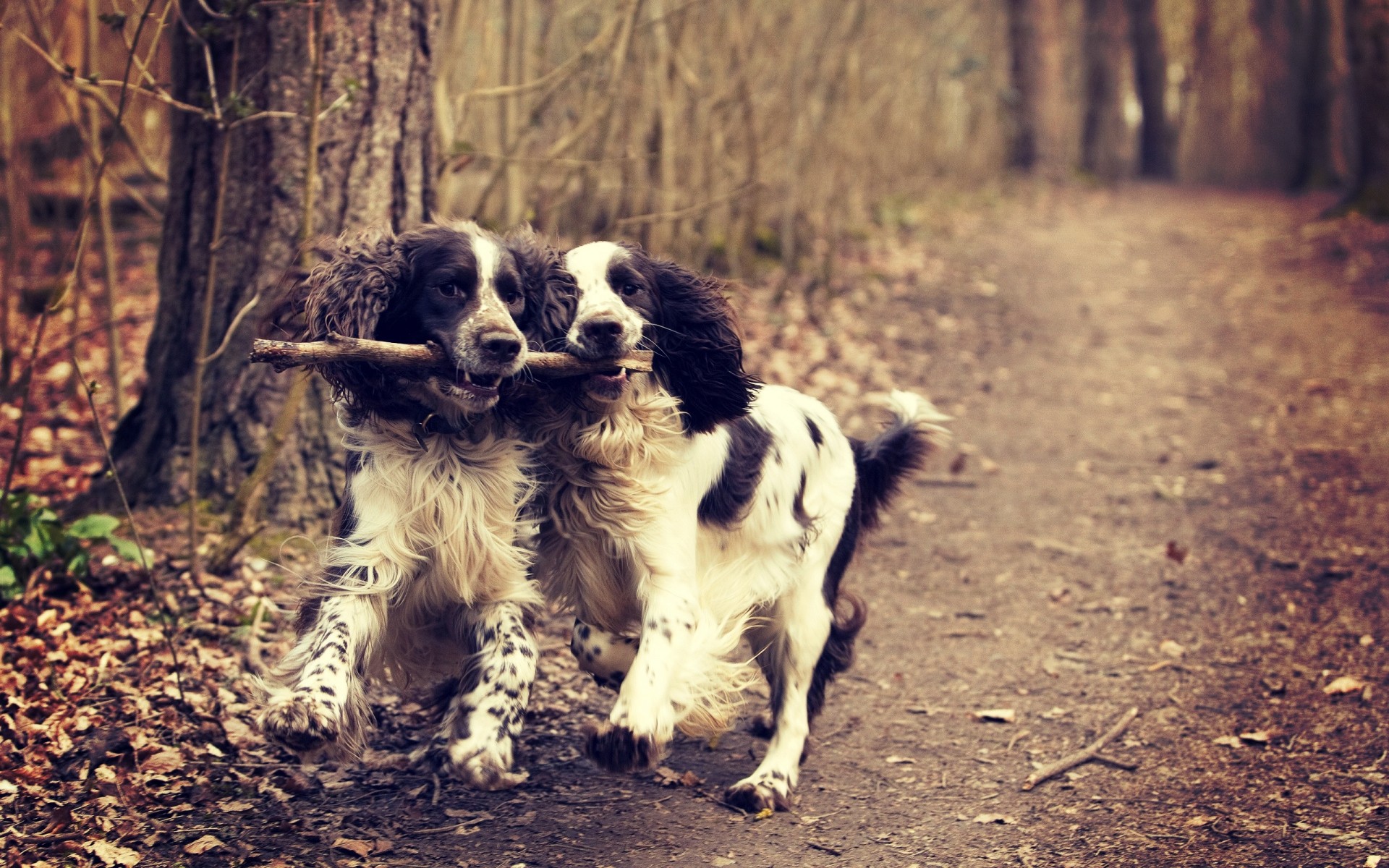 perros perro mamífero mascota perro lindo animal retrato cachorro naturaleza hierba doméstico joven pequeño adorable