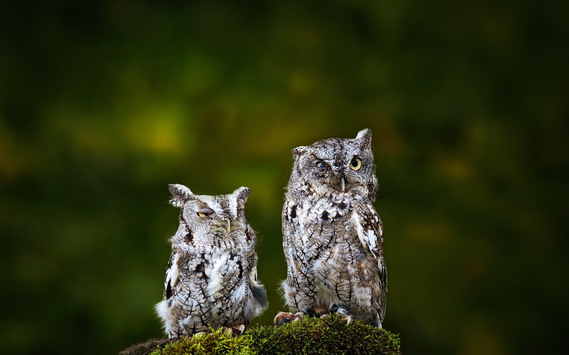 animaux hibou la faune la nature à l extérieur animal sauvage raptor arbre chouettes