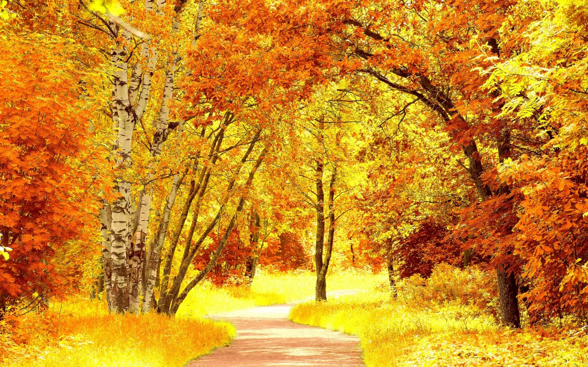 landscapes fall leaf tree maple wood landscape season nature park scenic road scenery outdoors countryside gold bright fair weather rural guidance forest trees