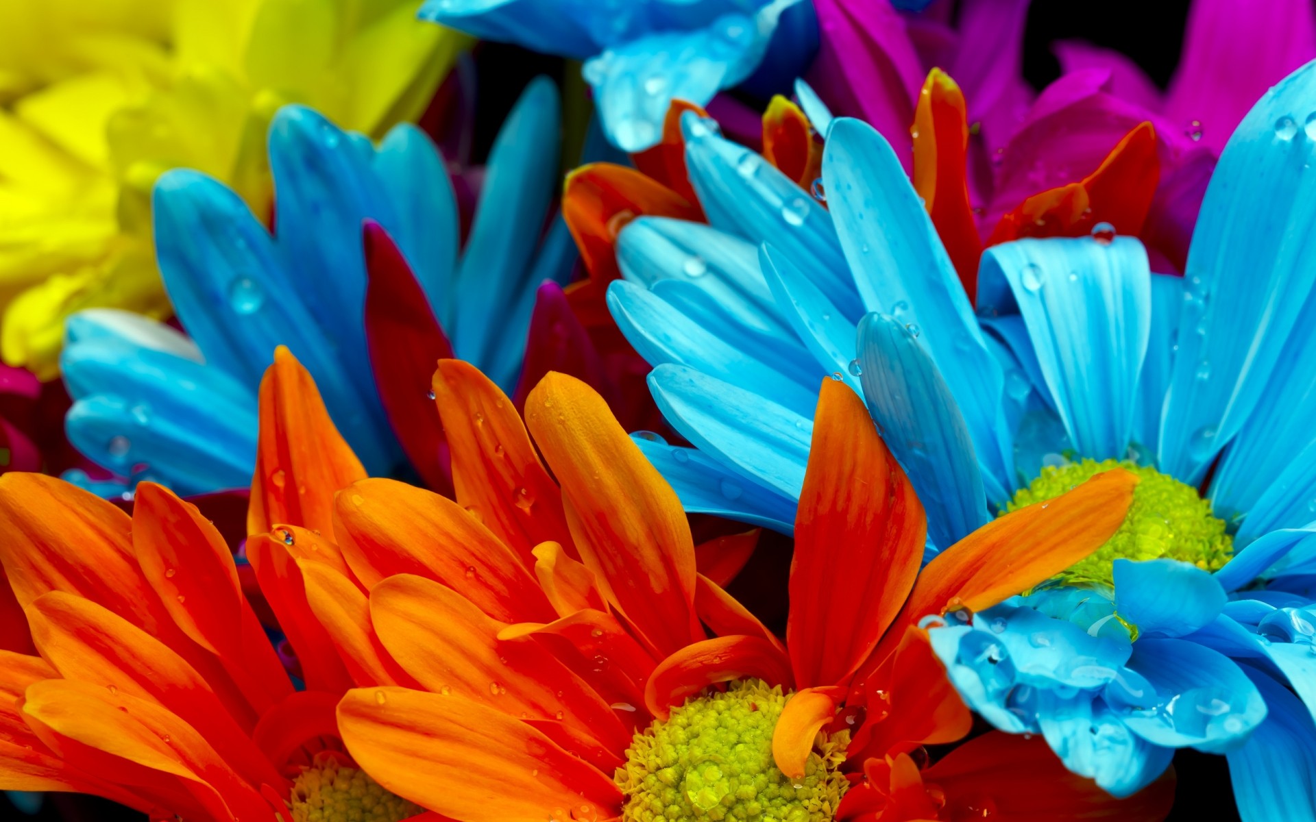 flowers nature flower bright color flora summer garden leaf petal beautiful blooming gerbera