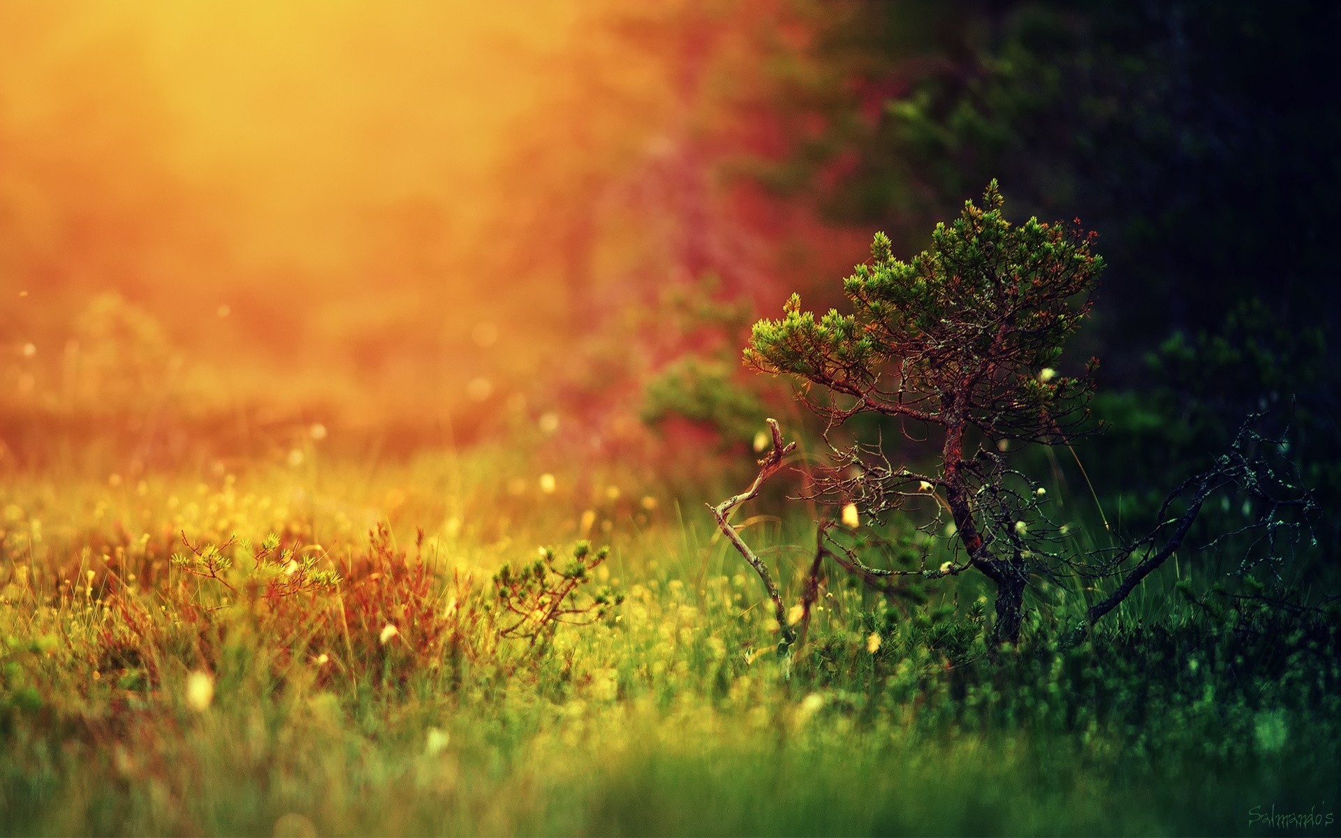 paesaggio natura paesaggio sole albero campo erba alba foglia all aperto autunno fiore bel tempo colore legno tramonto estate crescita flora giardino piante