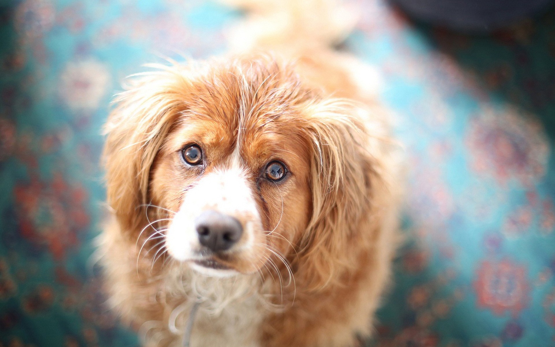 perros perro lindo mascota mamífero perro animal retrato cachorro ver pequeño piel sentarse