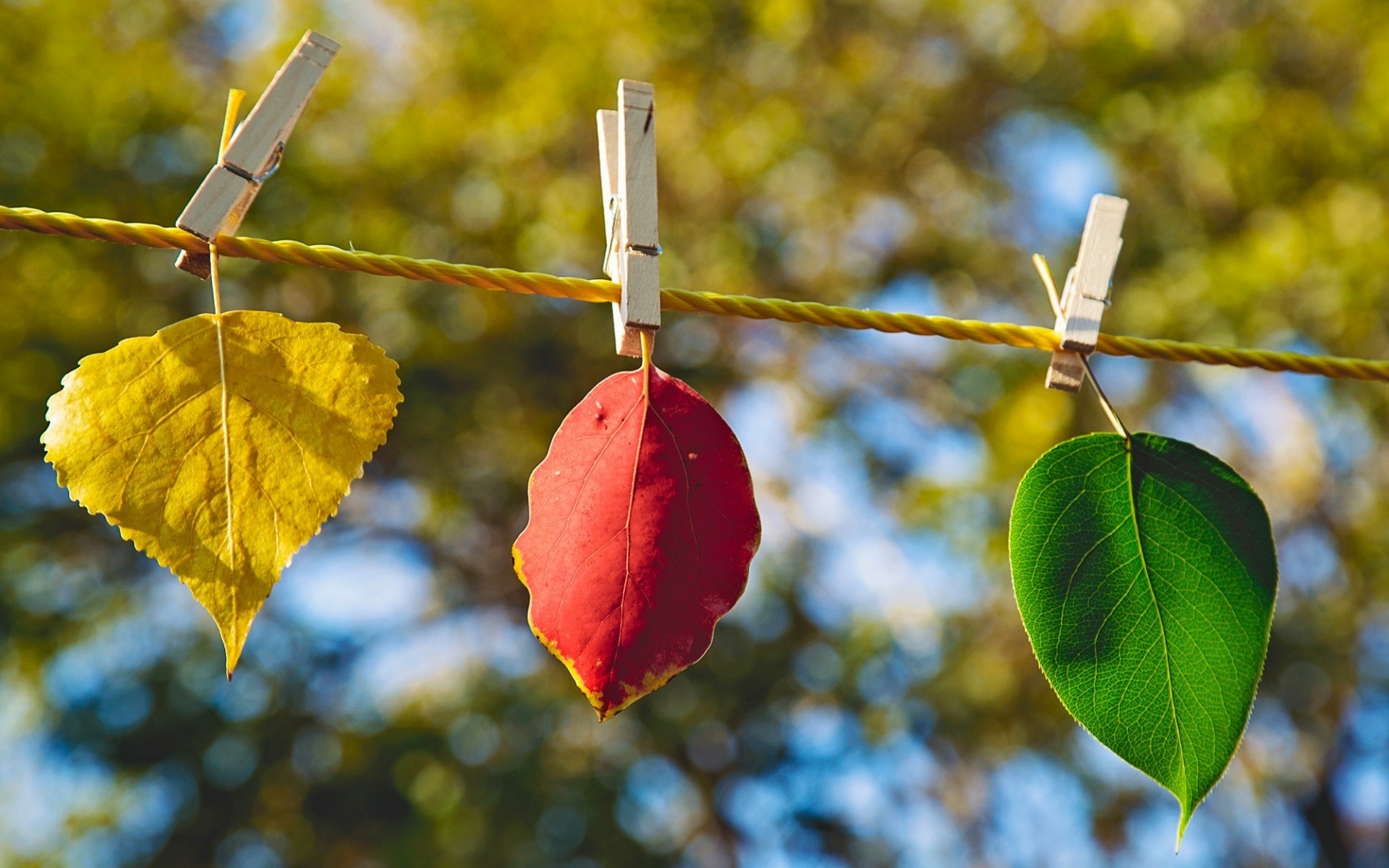 paesaggio albero a foglia autunno natura all aperto ramo flora appeso legno cielo colore luminoso stagione crescita foglie paesaggio