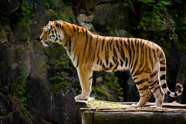 El tigre se para y Mira a lo lejos