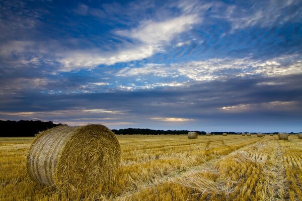 Champ rustique. Paysage de champ de blé avec paille