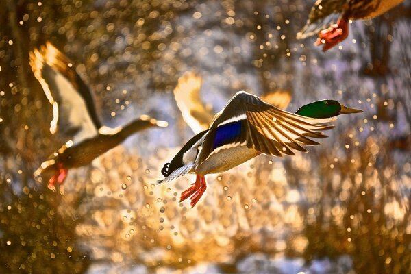 Canards sauvages sur fond flou