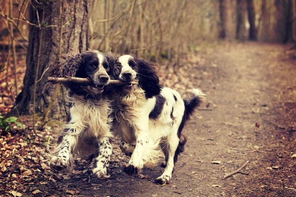 Two dogs playing with a stick