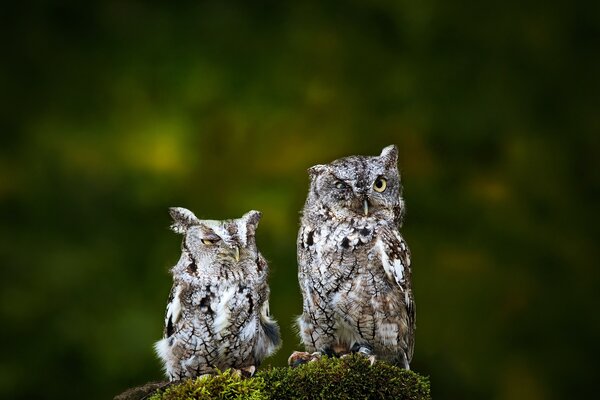 Two owls on a blurry background