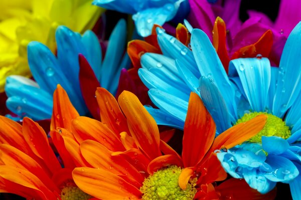 Orangefarbene und blaue Chrysanthemen mit gelben Mittelpunkten