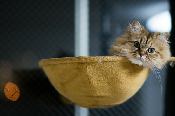一只小猫咪躺在网里