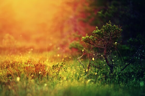 Un pequeño árbol bajo los rayos del sol