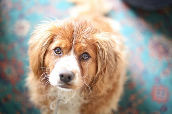 Cute brown dog face