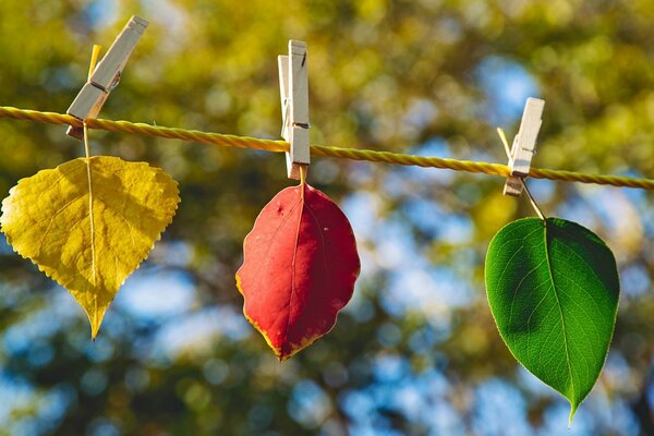 Feuilles multicolores suspendus sur une corde