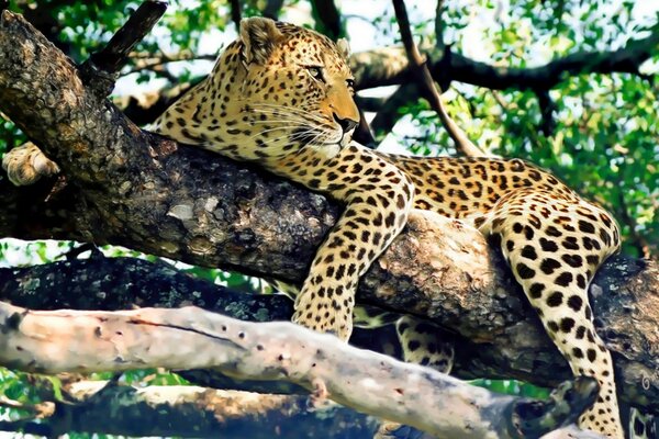 Wild leopard resting on a tree