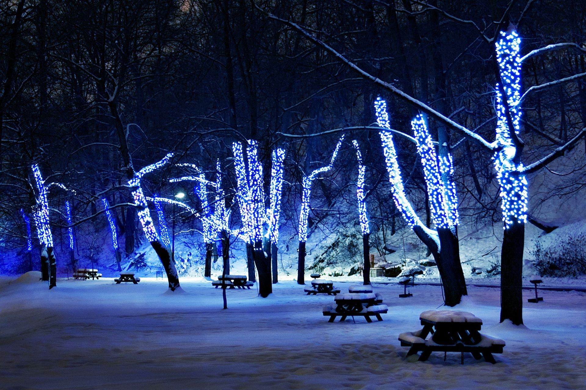 new year winter snow dark tree landscape wood fall cold light nature frost