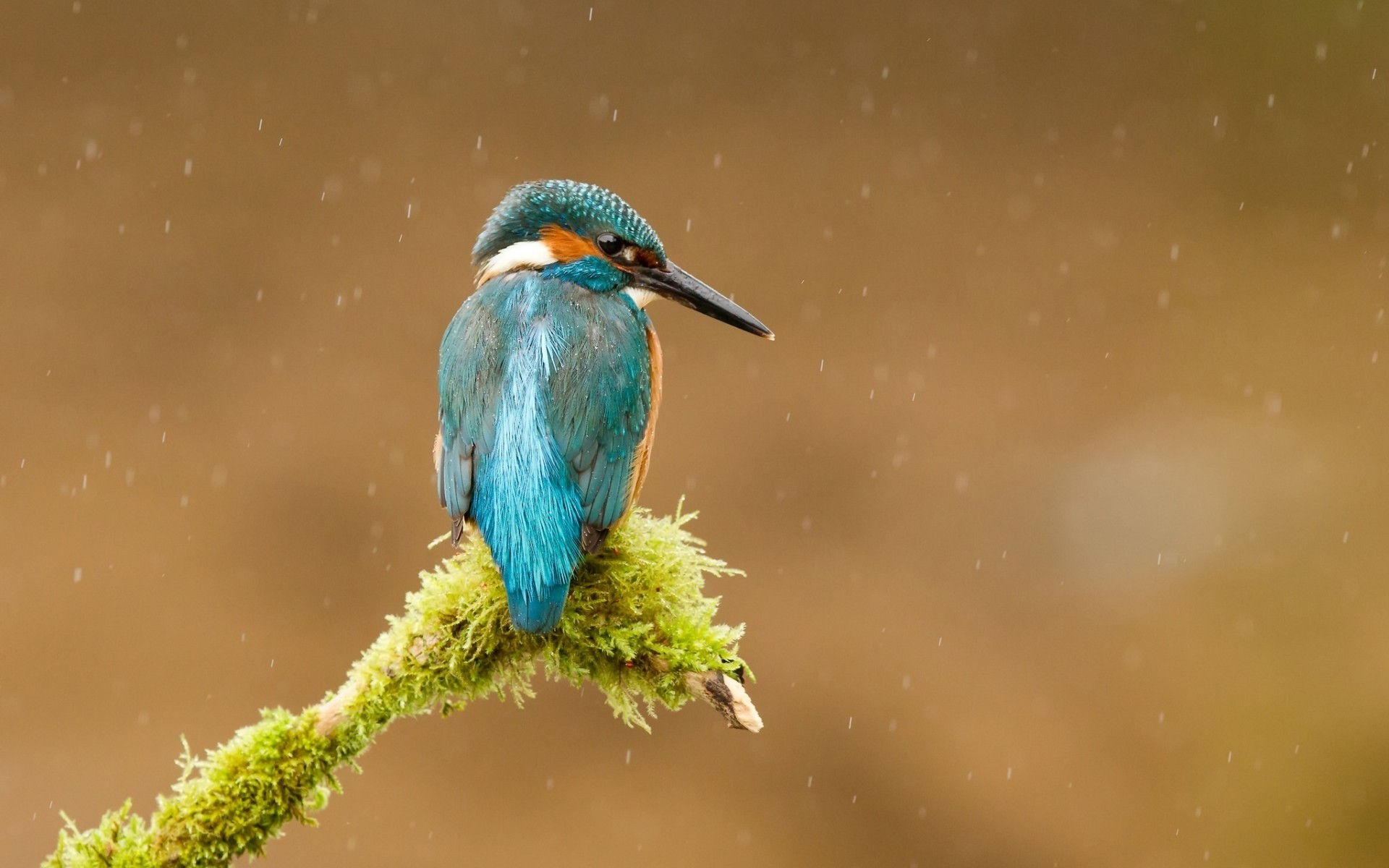 aves pássaro natureza vida selvagem