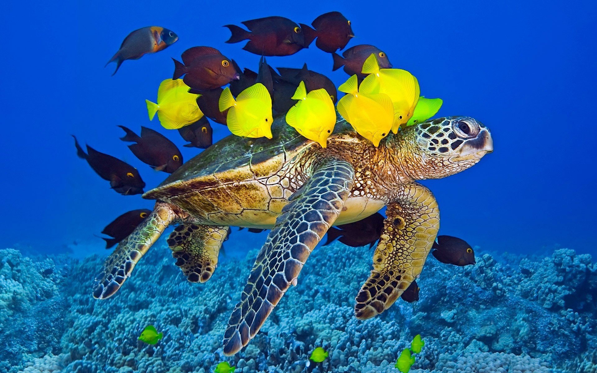 zwierzęta morskie podwodny koralowy ryby rafa żółw ocean morze tropikalny pływanie morski snorkeling natura wodny nurkowanie akwarium przyroda zwierzę skuba woda egzotyczne ryby