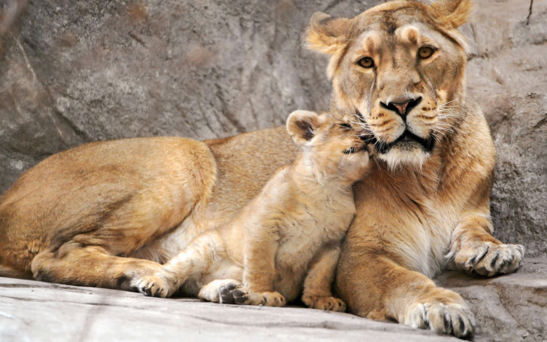 animales gato mamífero vida silvestre león depredador animal carnívoro salvaje safari cazador naturaleza zoológico peligro pelaje grande leona leones