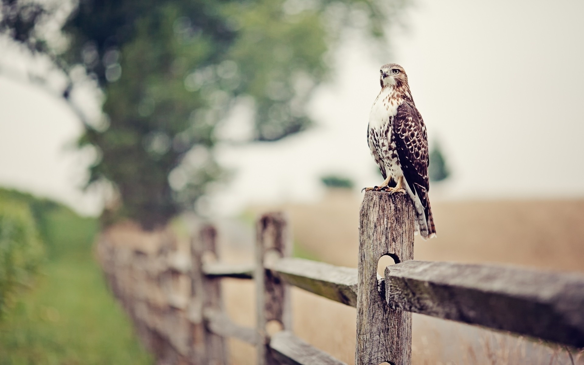 ptaki drapieżne ptak raptor natura na zewnątrz ogrodzenie dzika przyroda sowa drewno zwierzę orzeł drzewo sokół