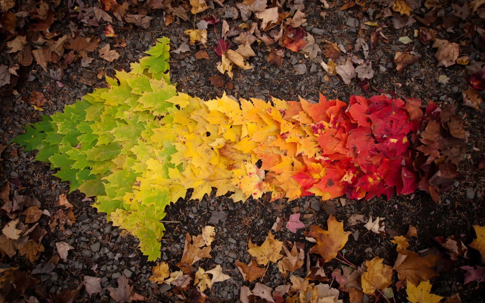 herbst blatt herbst ahorn saison natur desktop baum flora farbe textur park muster garten umwelt hell veränderung im freien schließen blätter