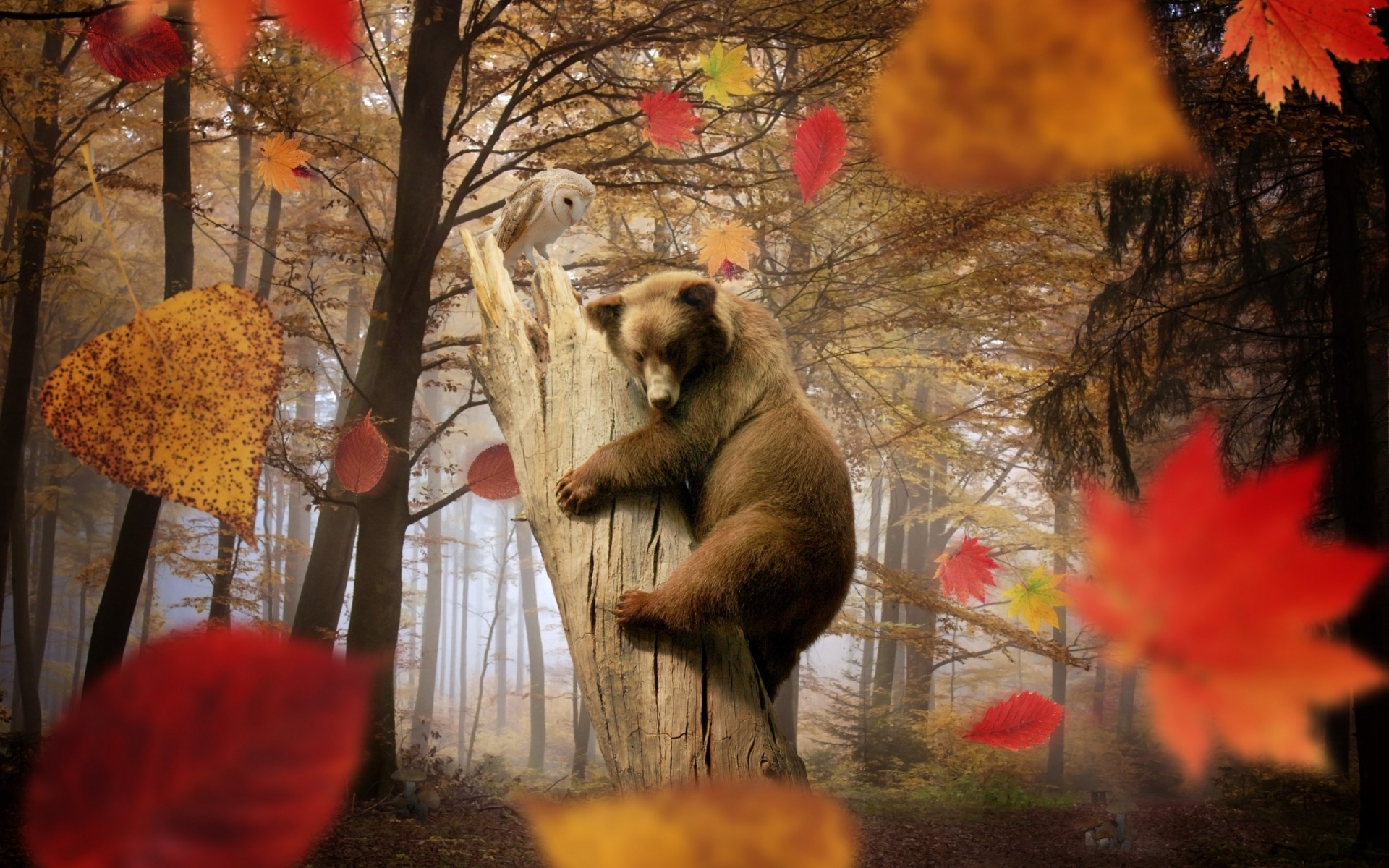 tiere herbst baum blatt holz winter im freien natur ahorn weihnachten bär