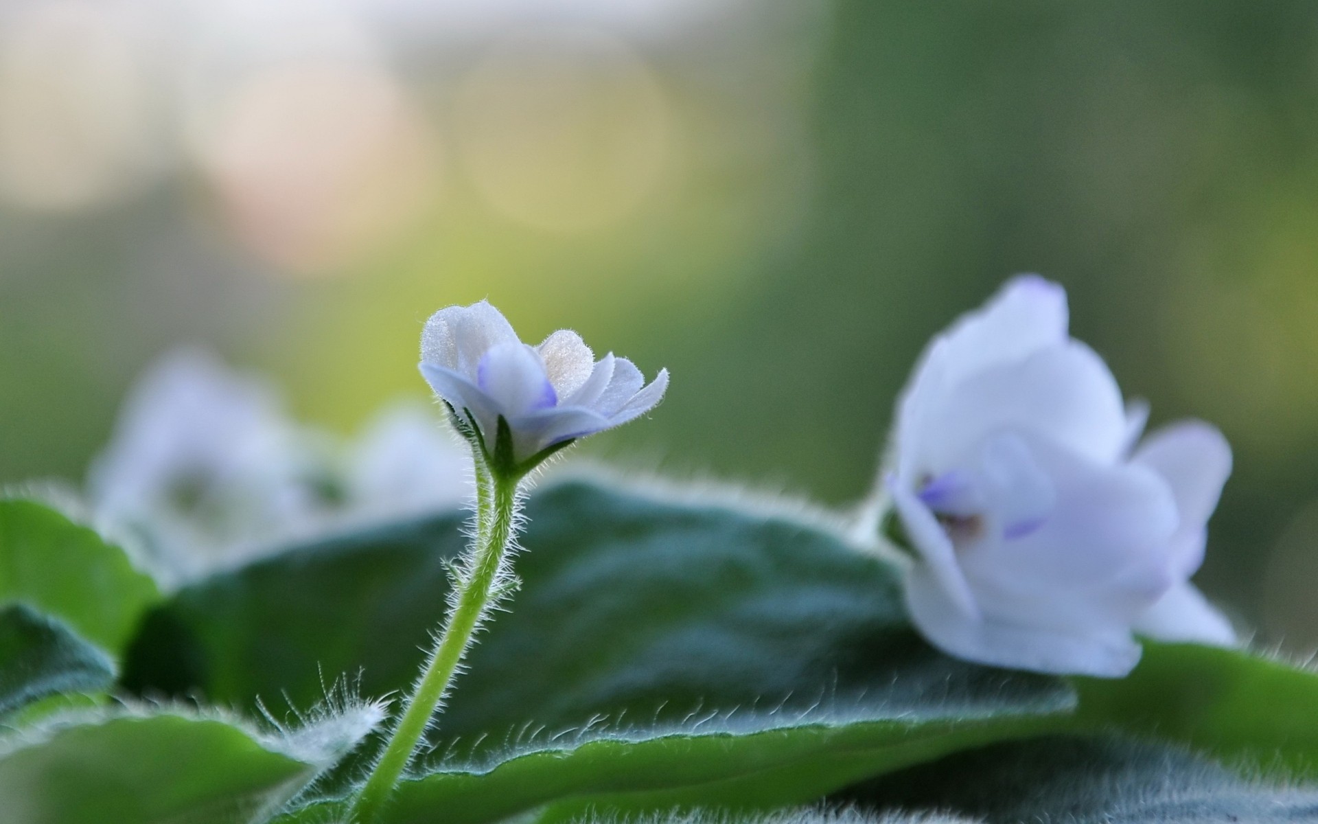 flowers nature flora flower leaf garden close-up summer growth outdoors color floral beautiful blur blooming husk season grass bright petal