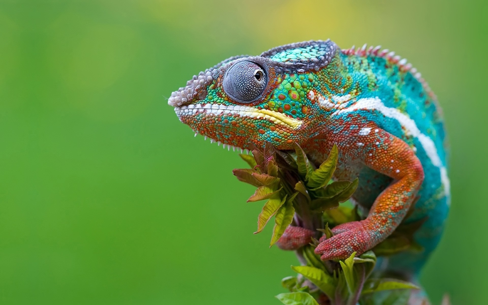 reptiles et grenouilles nature faune lézard animal couleur gazebo tropical gros plan caméléon