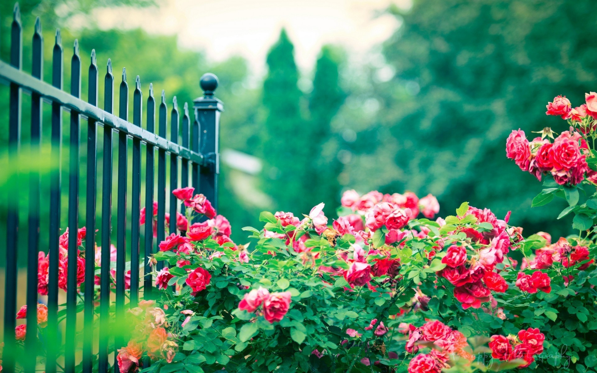 flowers flower nature garden summer leaf flora growth outdoors color bright rose roses