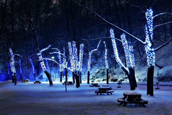 Tronchi illuminati di alberi innevati