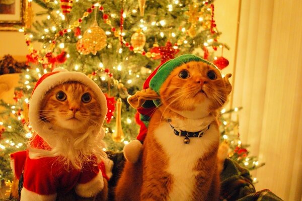 Até os gatos adoram a árvore de Natal.