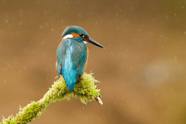 Oiseau sauvage dans la nature