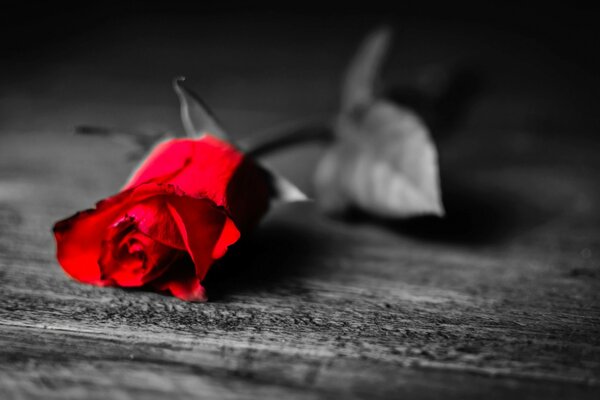 Bright scarlet rose on a gray background