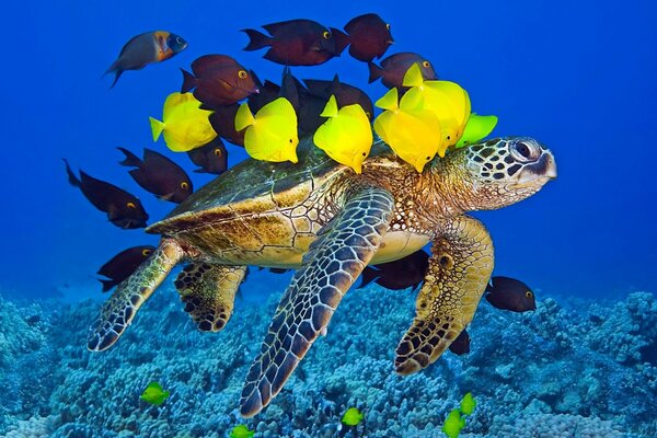 Marine animals under water