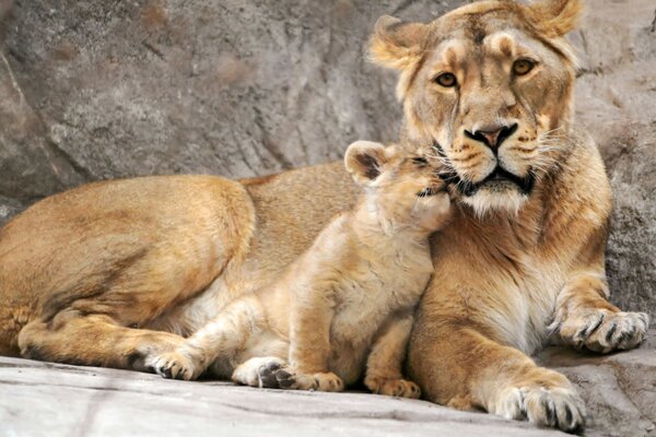 Lions in the zoo. A lioness with a small lion cub