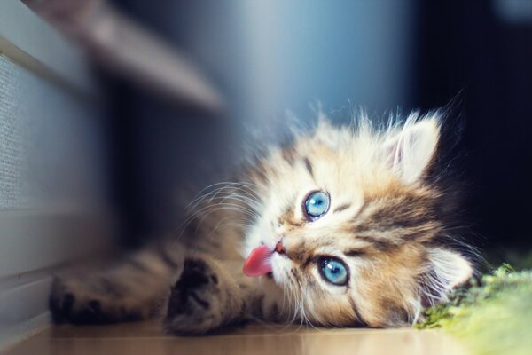 Pequeño gatito peludo con ojos azules