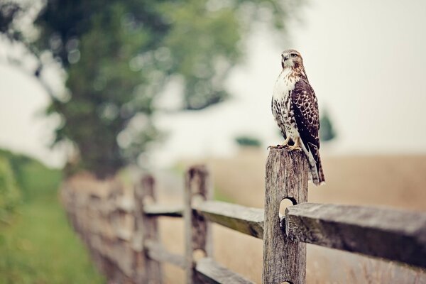 Vogel im Freien