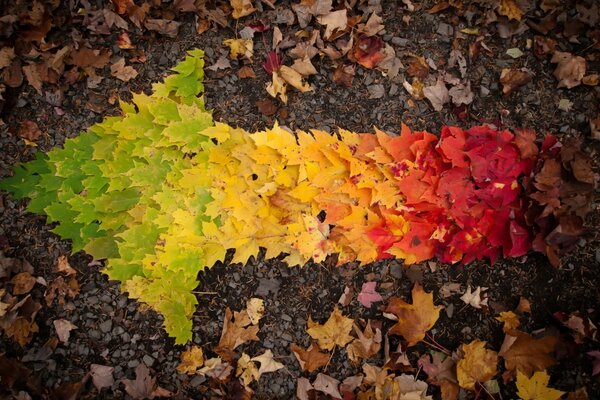 Maple leaves on an autumn day