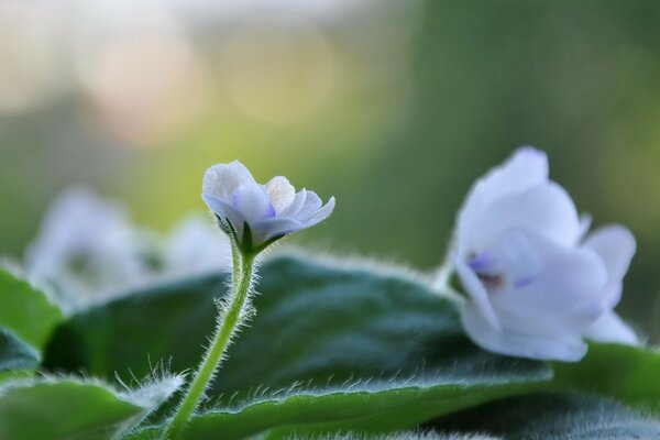 Brauchen Sie blaue Veilchenblüten auf einem grünen Blatt