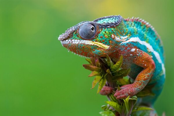 A multicolored chameleon sits on a branch