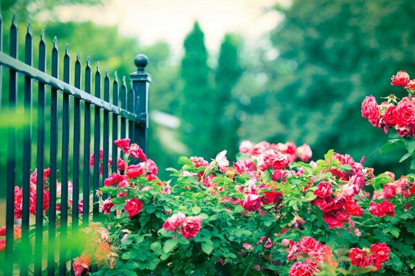 Landscape design in the garden. Rosehip bush